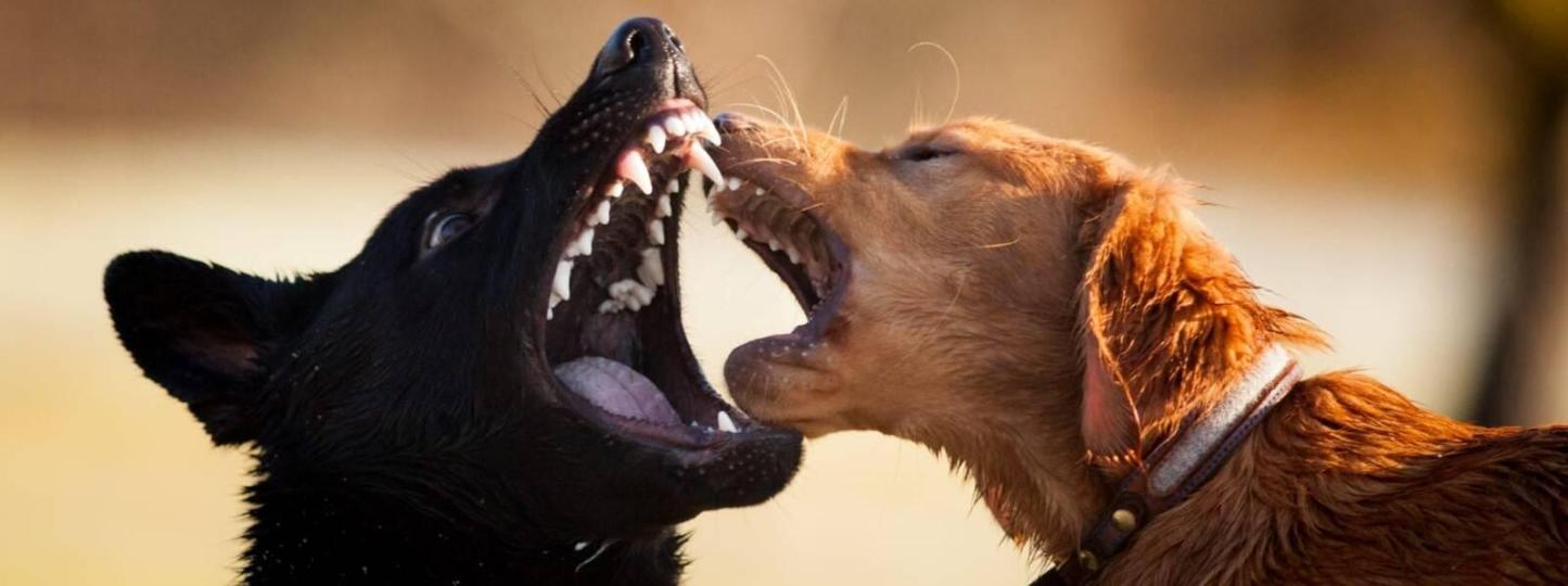 Verhaltenscoach Team Dogtraining