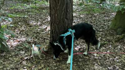 Social Walk für Hunde