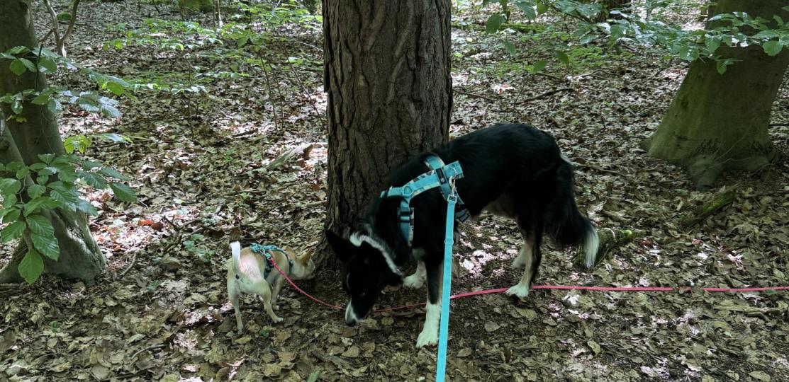 Social Walk für Hunde