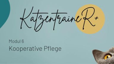 Modul 6 - Kooperative Pflege