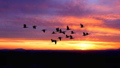 Zugvögel im Klimastress: So passen die Tiere sich an die wärmere Welt an