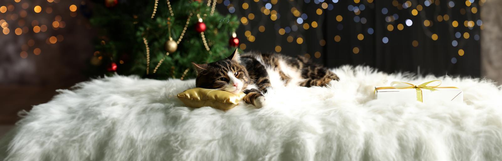 Die 7 besten Weihnachtsgeschenke für Tierfreunde und Tierbesitzer