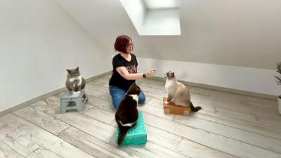 Katzen trainieren? Ja, das geht! Simone Marquard über Mythen und Methoden