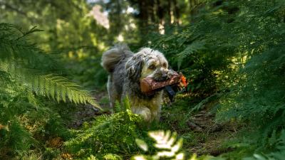 Tierprodukte mit Pfiff: So behauptet sich TrendPet aus Steinfurt gegen die Großen
