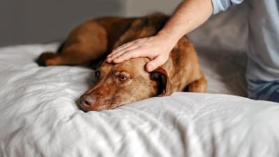 Epilepsie bei Hunden: Diagnose – und dann? So hilfst du deinem Vierbeiner