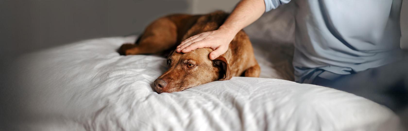 Epilepsie bei Hunden: Diagnose – und dann? So hilfst du deinem Vierbeiner