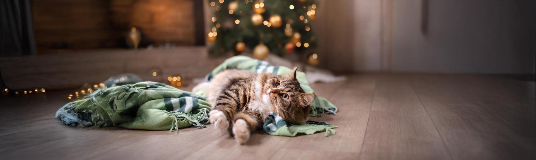 Petmos fragt Tiertrainerinnen: Was wünscht ihr Tieren zu Weihnachten?