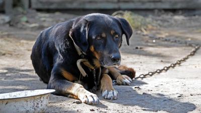Wenn Tiere leiden: Das kannst du gegen Tierquälerei unternehmen