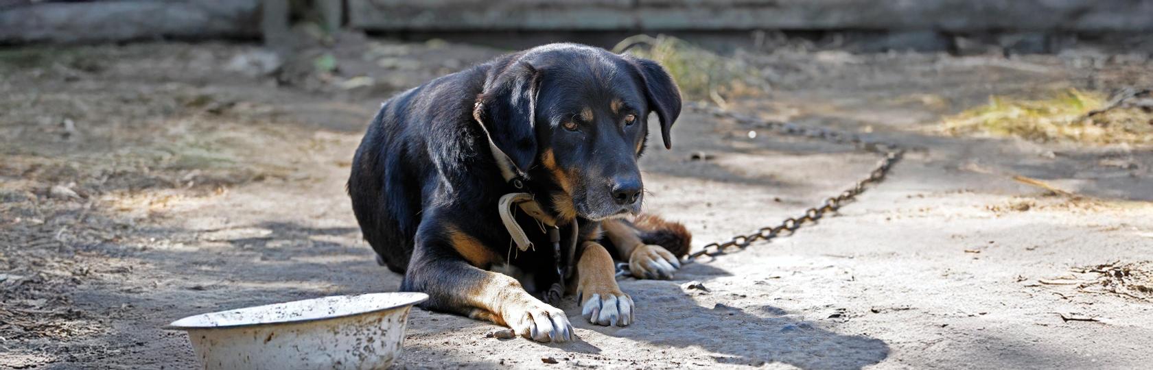 Wenn Tiere leiden: Das kannst du gegen Tierquälerei unternehmen