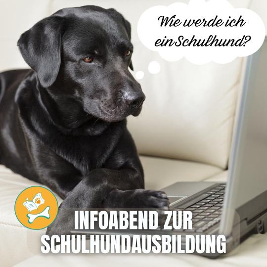 Mit dem Hund in die Schule: Wie wird mein Hund ein Schulhund?