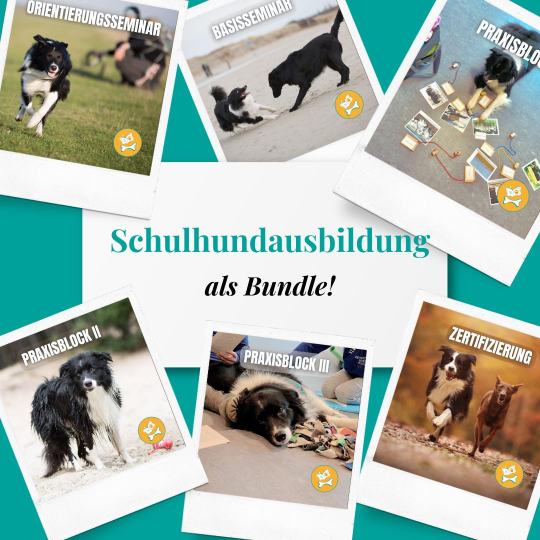 Schulhundausbildung: Bedürfnisorientiert und auf Augenhöhe mit dem Hund!