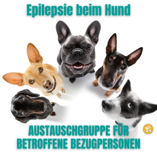 Monatliche Austauschgruppe: Hunde mit Epilepsie