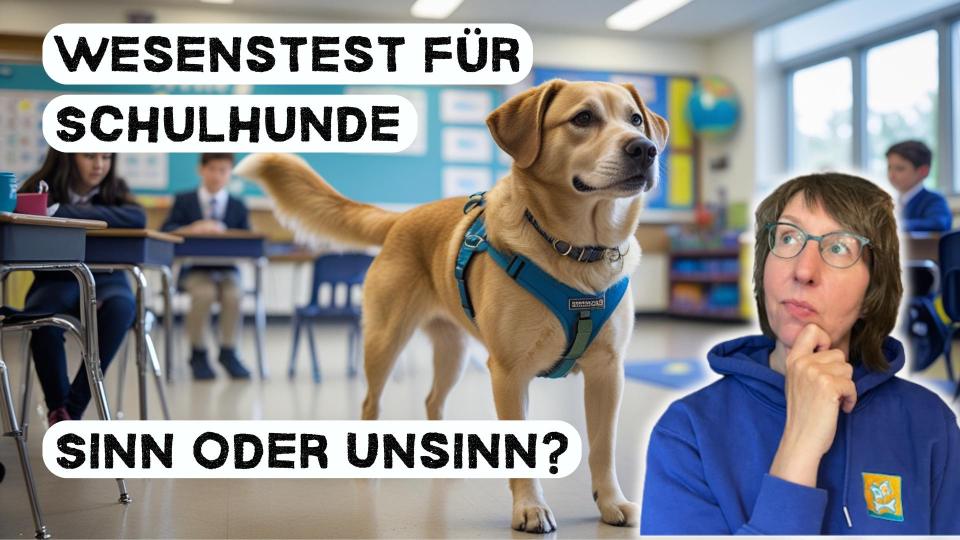 🚀 YouTube-Premiere: „Wesenstest für Schulhunde – Sinn oder Unsinn?“ 🐕‍🦺🎬