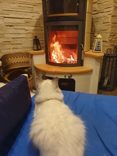 Einzelstunde Katzenberatung inkl. Training