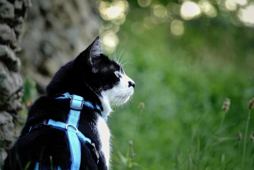 Webinar "Spazieren mit Stubentigern - Schenke Deiner Katze die Welt!"