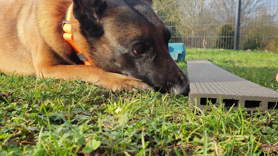 SpürHundeSport (SHS) Schnüffeln wie die Profis - für JederHund !