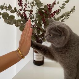 Catcentric