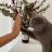Catcentric