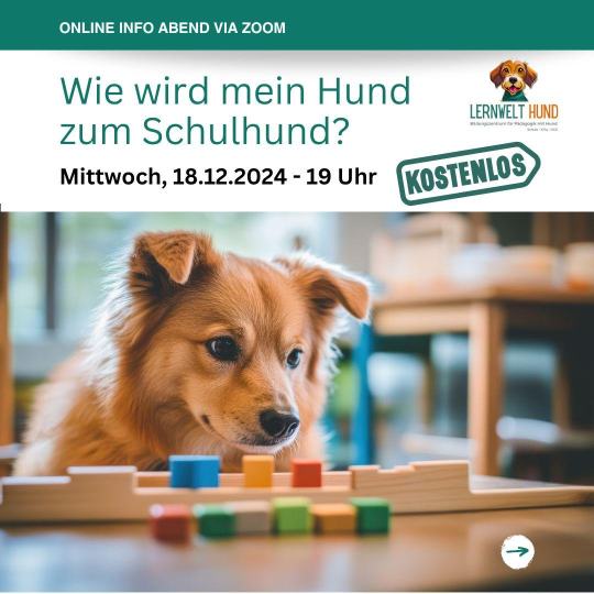 Wie wird mein Hund zum Schulhund?