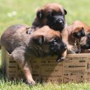 Malinois Magic of Heros