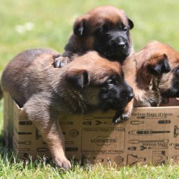 Malinois Magic of Heros