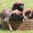 Malinois Magic of Heros