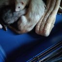 Unsere Frettchen Bert, Raffaello, Merle, Ronja und Fee