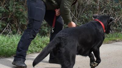 Prüfungsvorbereitung für Hundetrainer