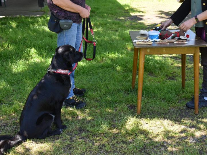 Prüfungsvorbereitung für Hundetrainer