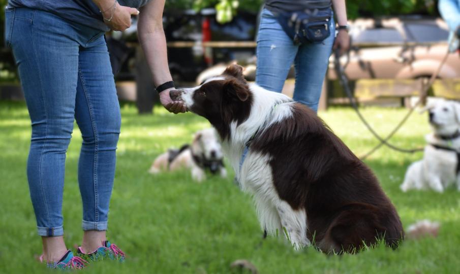 Hundetrainer Ausbildung